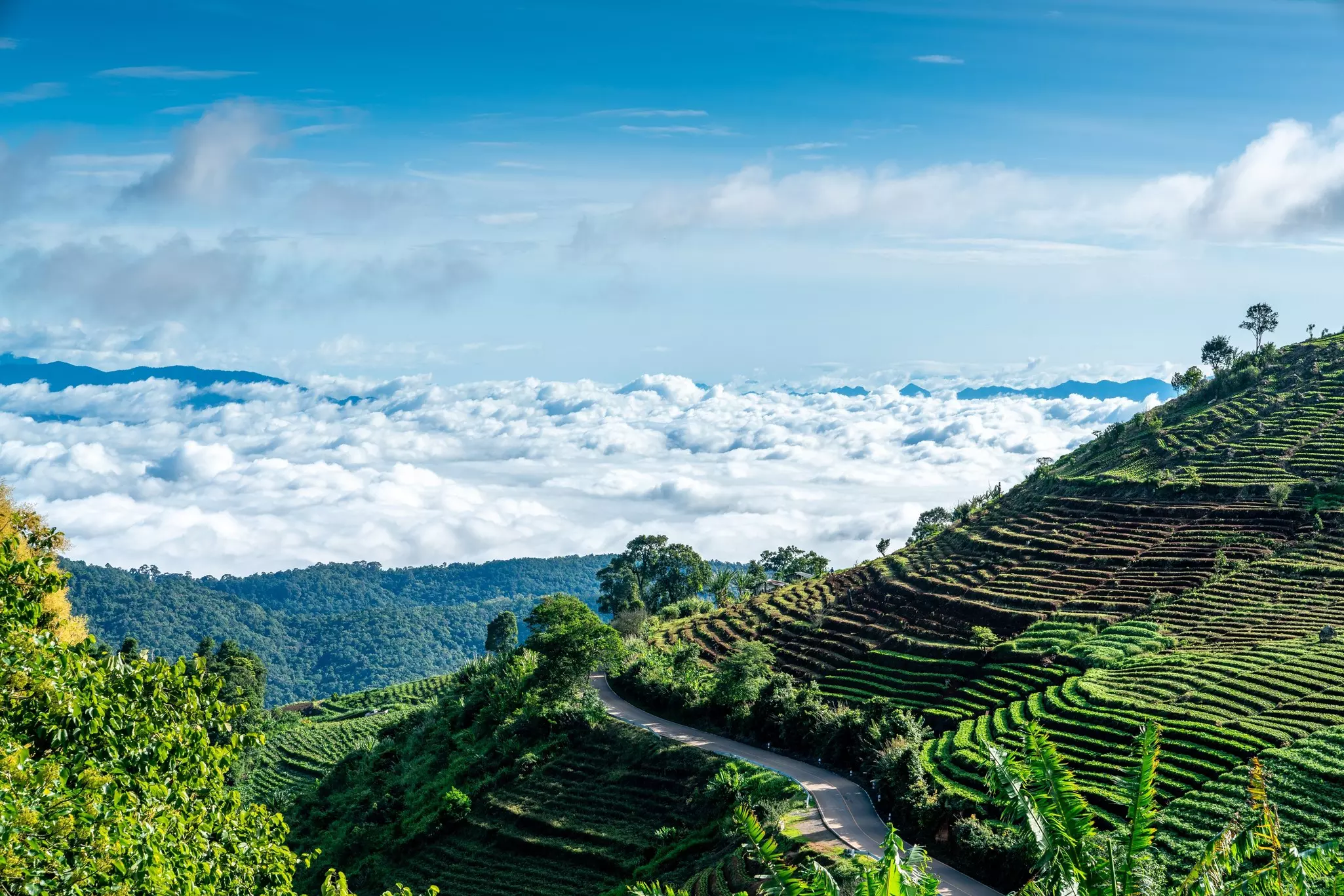 A view of the morning cloud inversion in the highland mountains with rice paddies rising up the slopes, Mon Jam, Mae Rim, Chiang Mai, Thailand