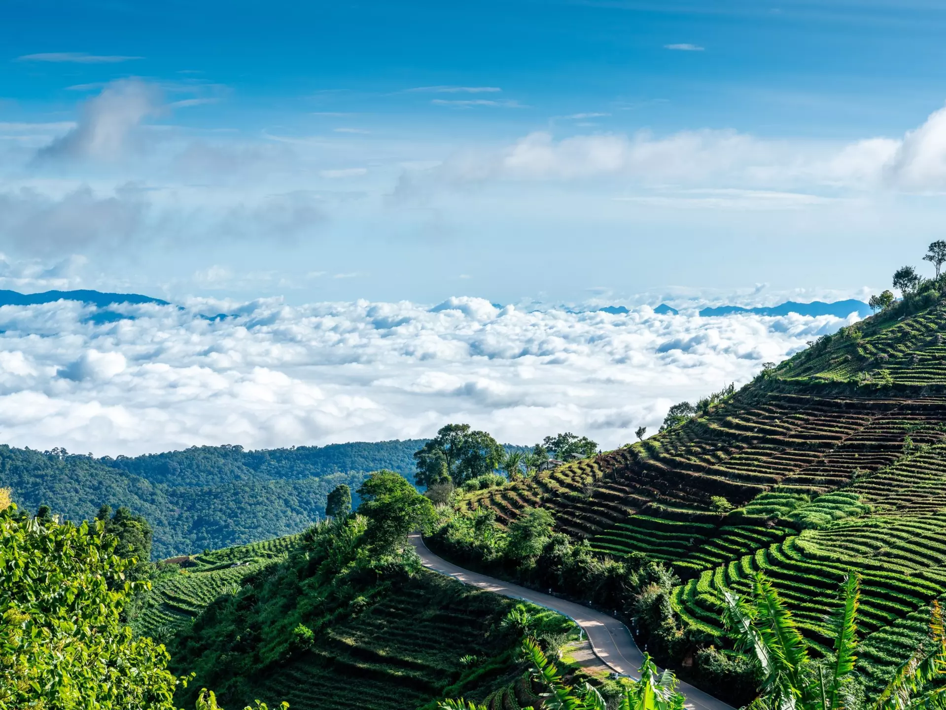 A view of the morning cloud inversion in the highland mountains with rice paddies rising up the slopes, Mon Jam, Mae Rim, Chiang Mai, Thailand
