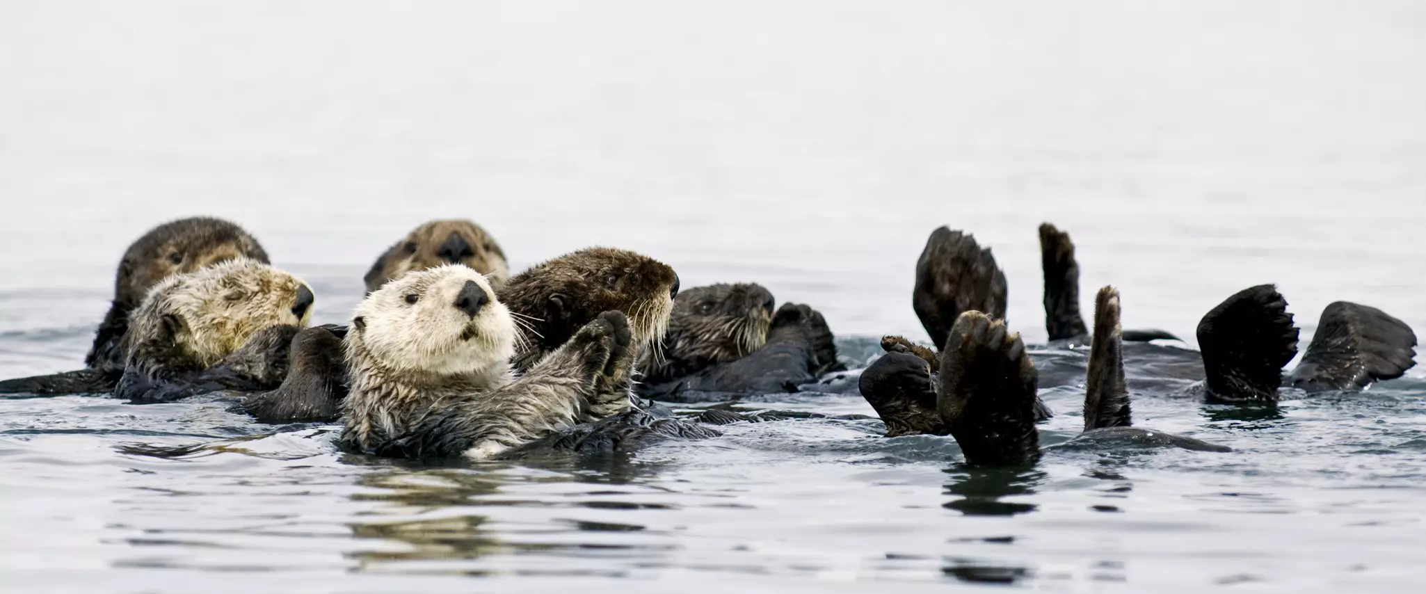 Six sea otters resting on their backs while floating in the water.