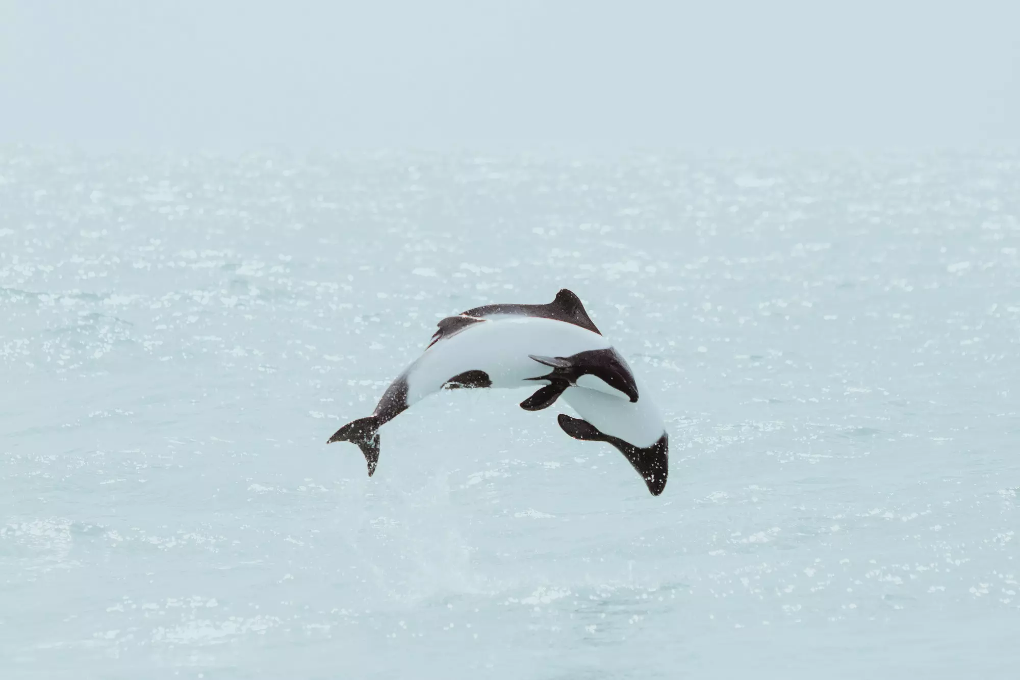 Commerson’s dolphins are a big attraction at Playa Unión © Kevin Zaouali / EyeEm