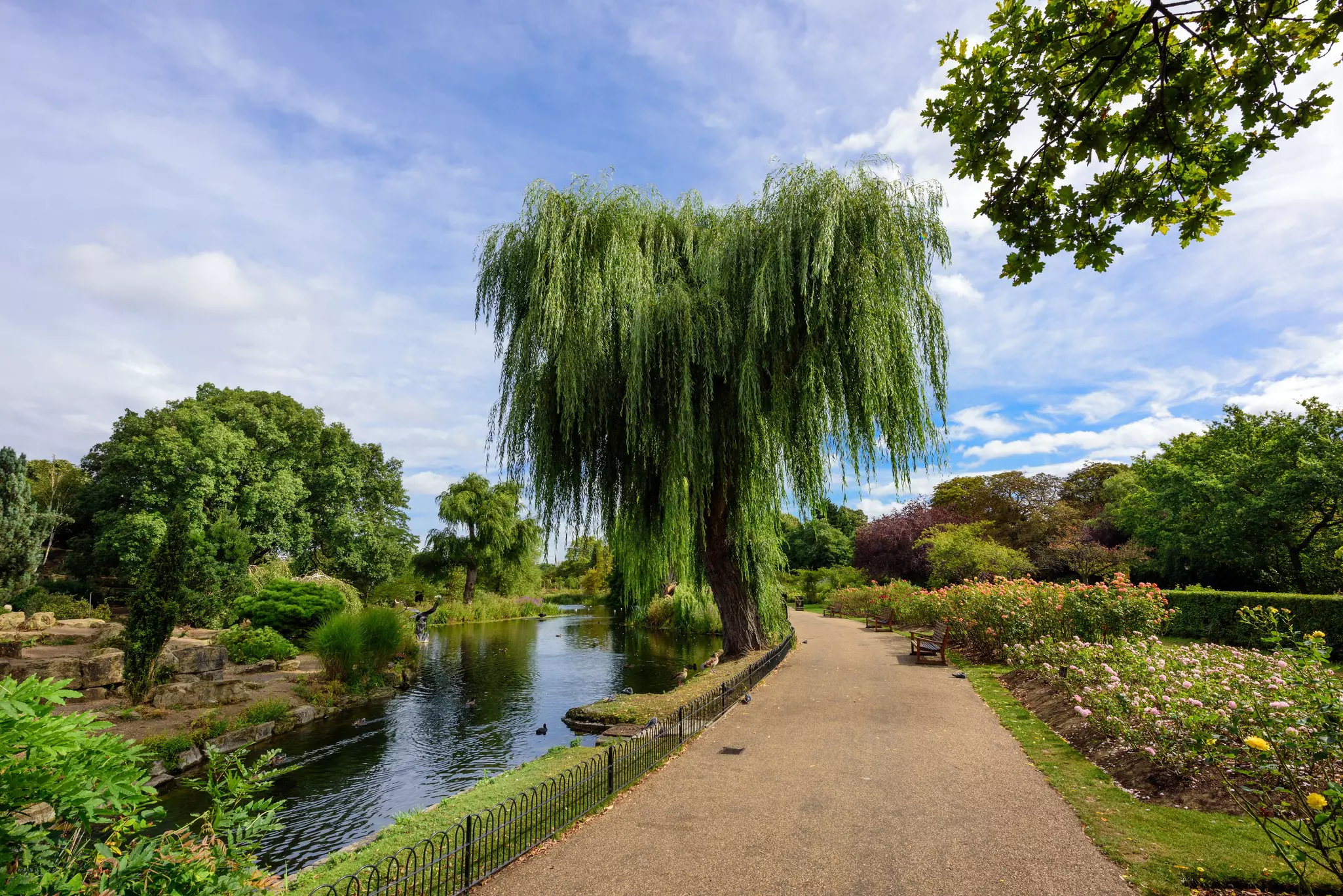 Wide path bordered by rose bushes and trees to the right and trees and a canal to the left on a mostly sunny day.