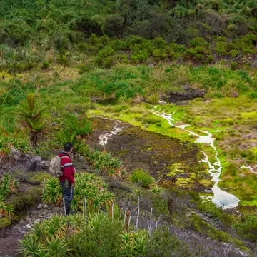 A walker in a red jacket stands among spiky páramo plants above mineral springs that thread white channels through vivid green moss.