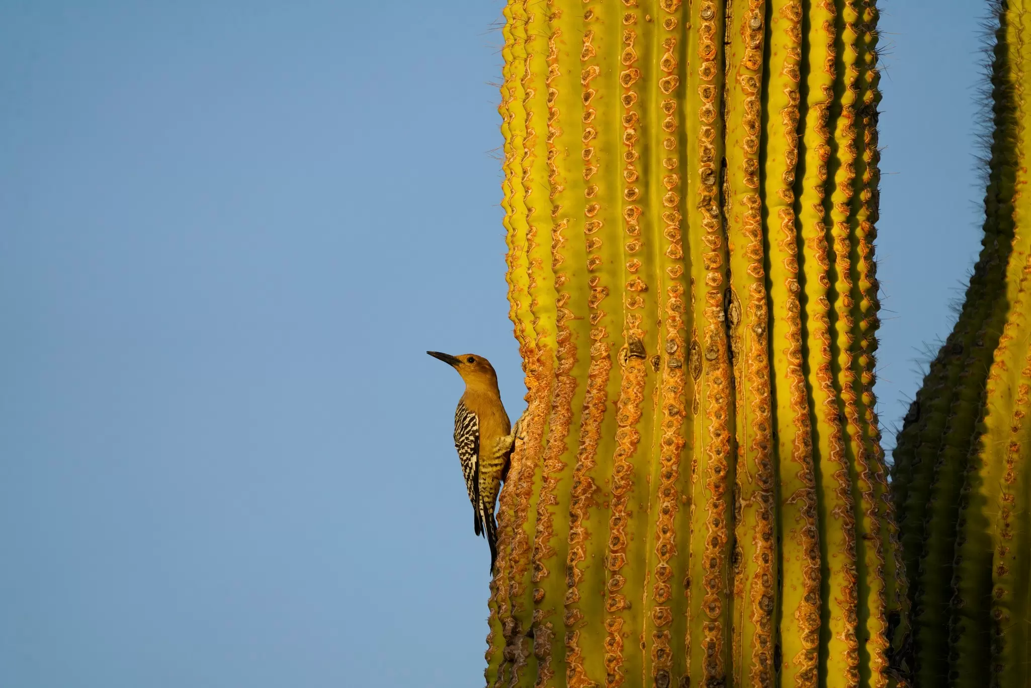 The area around Tucson features a variety of habitats for birds, such as Saguaro National Park © G Parekh / Getty Images