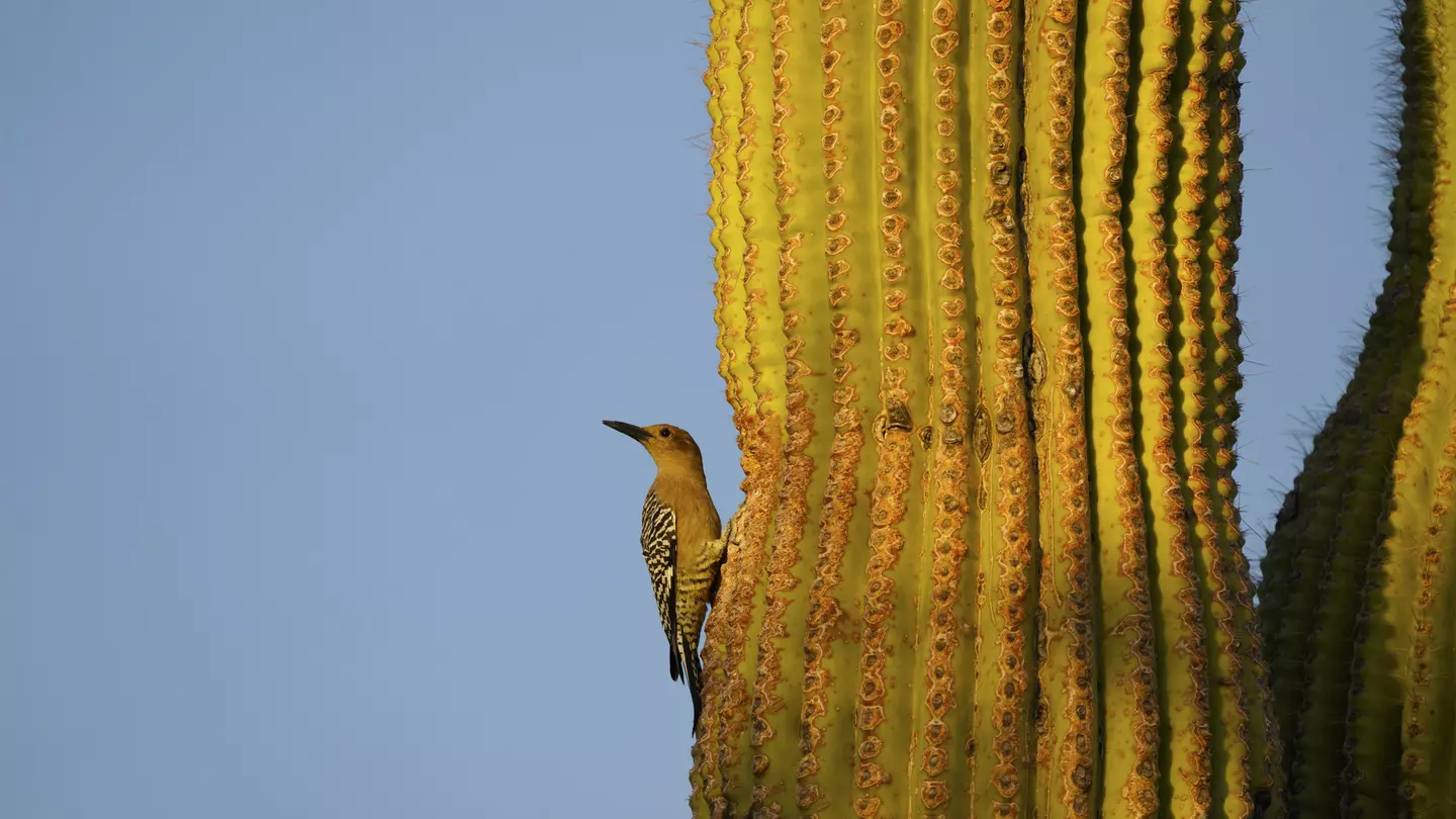 The area around Tucson features a variety of habitats for birds, such as Saguaro National Park © G Parekh / Getty Images