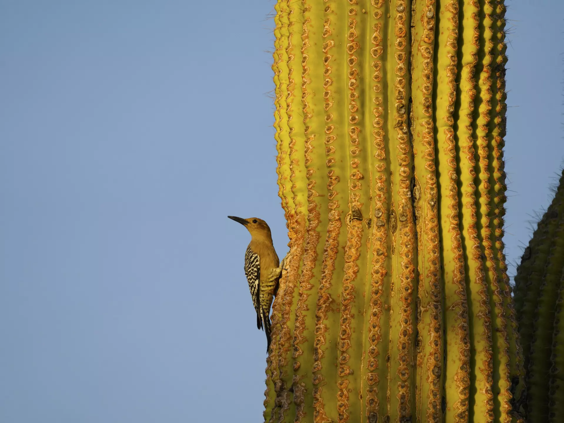 The area around Tucson features a variety of habitats for birds, such as Saguaro National Park © G Parekh / Getty Images