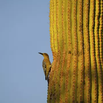 The area around Tucson features a variety of habitats for birds, such as Saguaro National Park © G Parekh / Getty Images