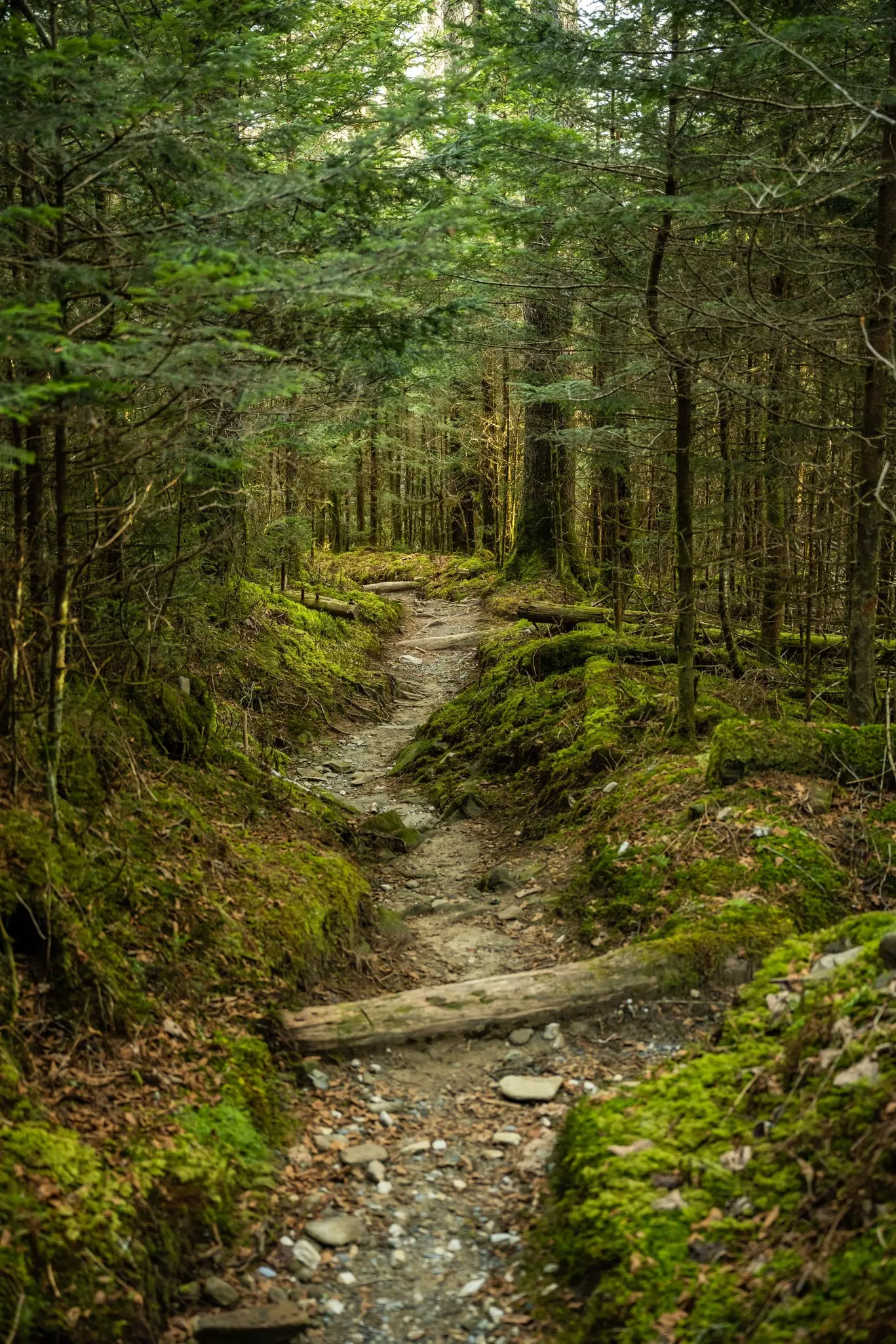 Trail Cuts Through Mossy Forest Floor on Sugarland Mountain in Great Smoky Mountains National Park.