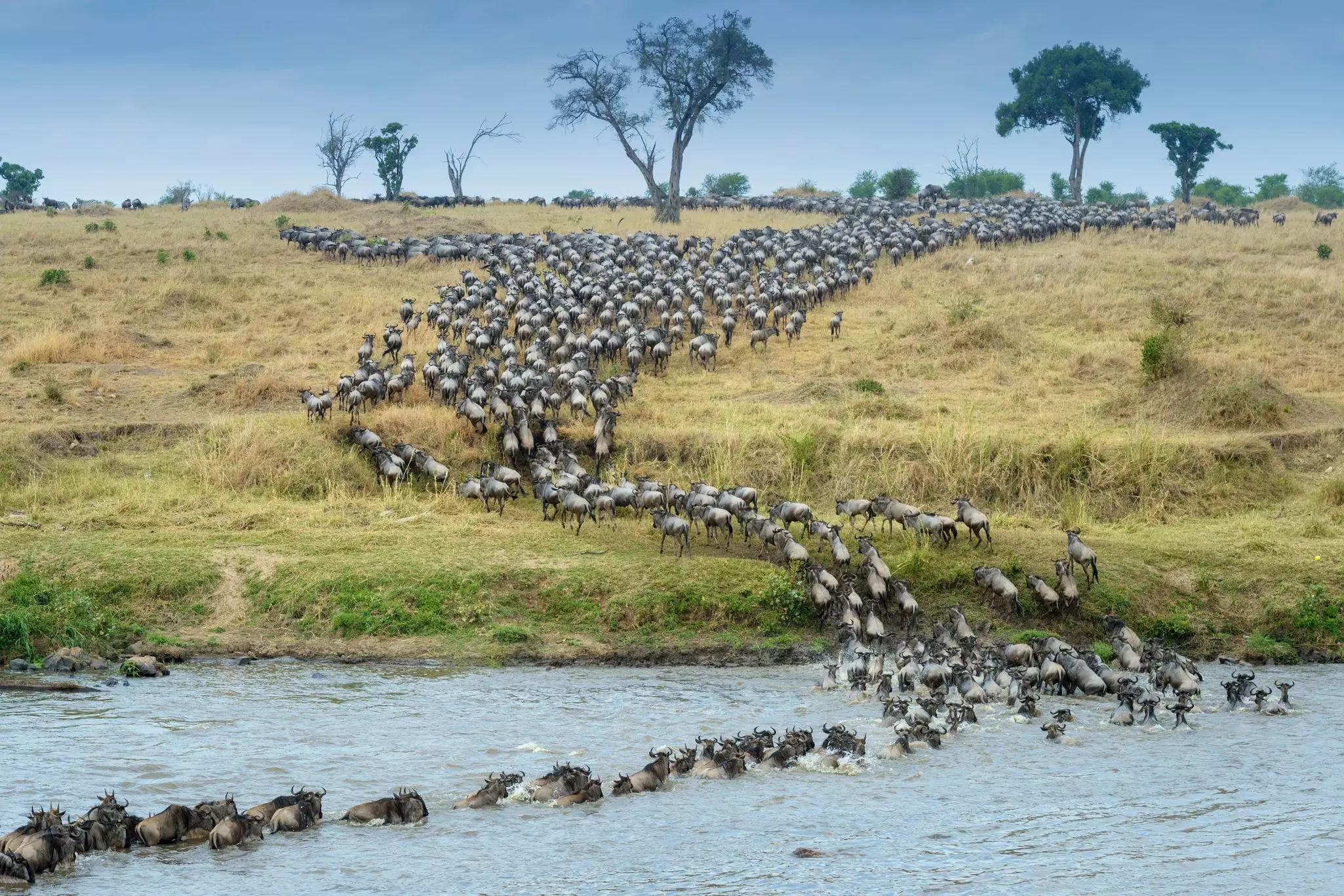 Blue Wildebeest Connochaetes taurinus in Serengeti.