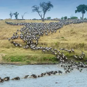Blue wildebeest, brindled gnu (Connochaetes taurinus) herd crossing the Mara river during the great migration, seen from behind, Serengeti national park, Tanzania.