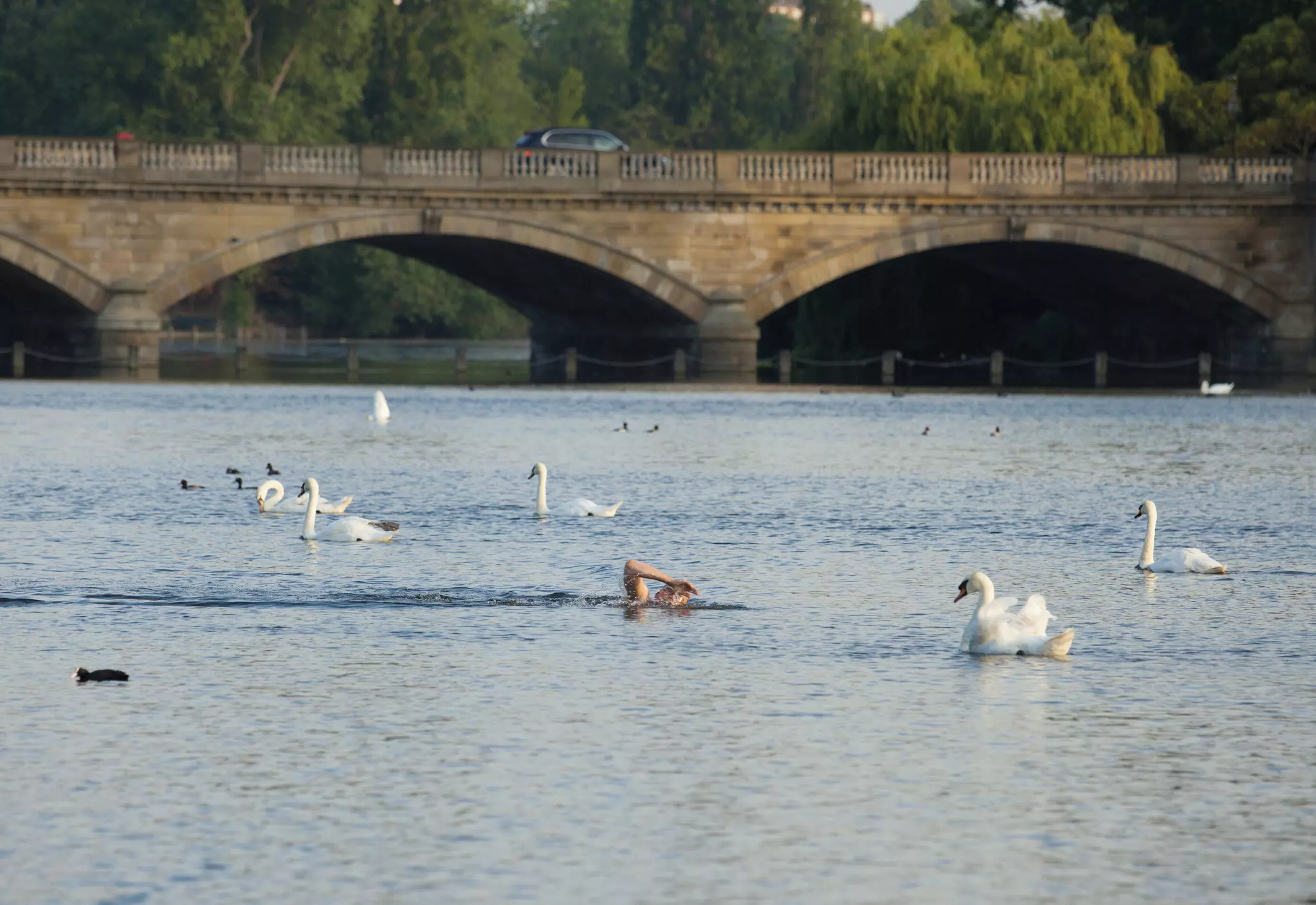 A man swims past some swans in the early morning in a body of open water crossed by a brick bridge.