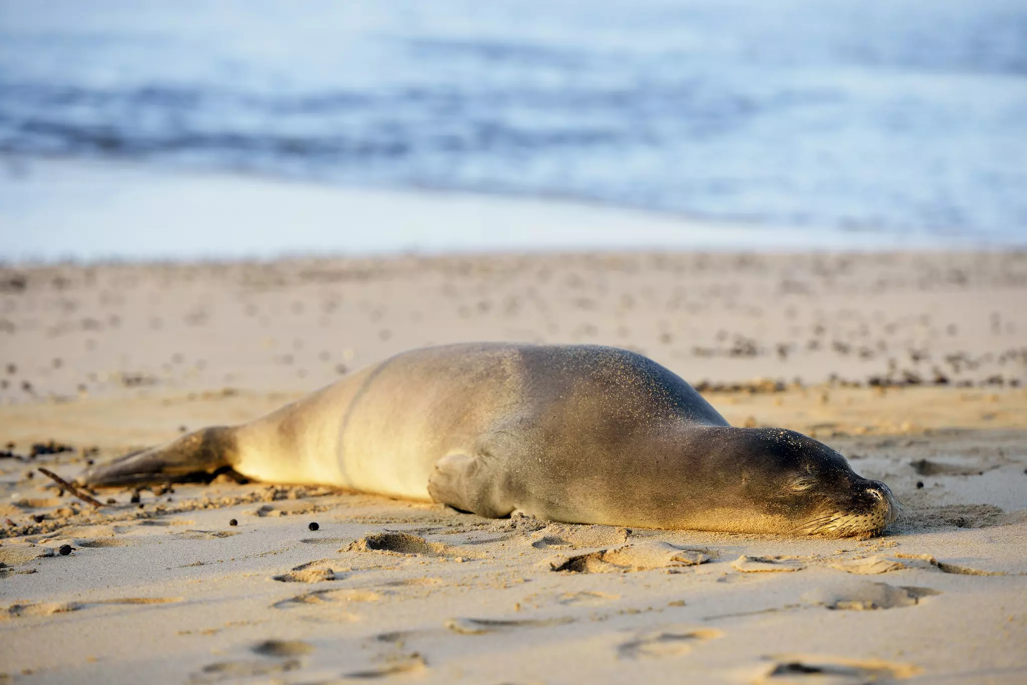 Seals on Ke'e Beach in Hawaii