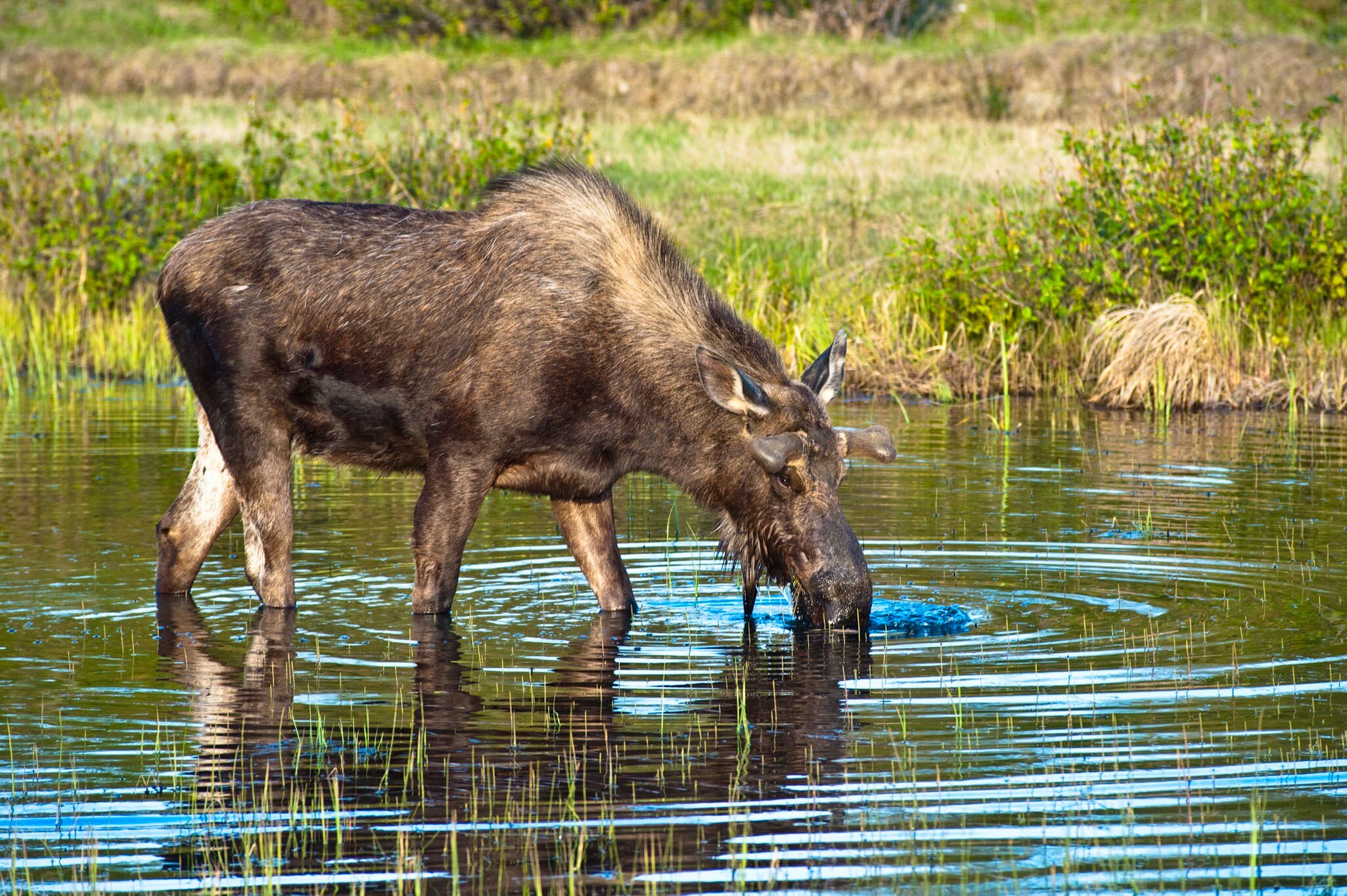A young bull moose foraging for food in a pond near the Tony Knowles Coastal Trail in Kincaid Park during spring.