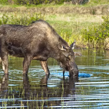 A young bull moose foraging for food in a pond near the Tony Knowles Coastal Trail in Kincaid Park during spring.