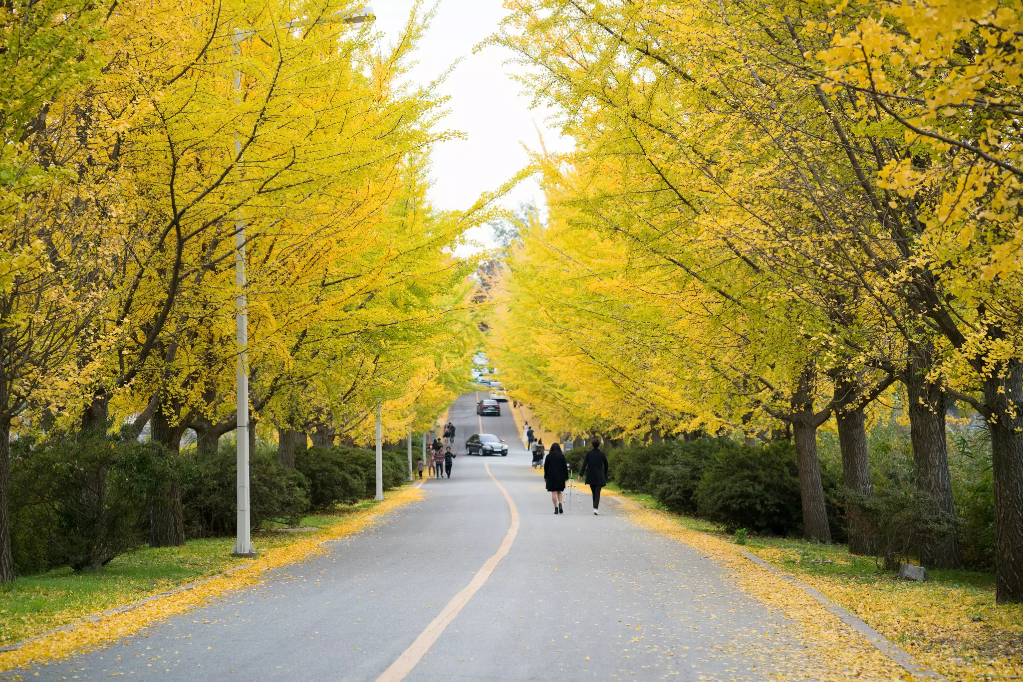 Ginkgo trees burn bright gold in fall in South Korea © Photograph by Kangheewan / Getty Images