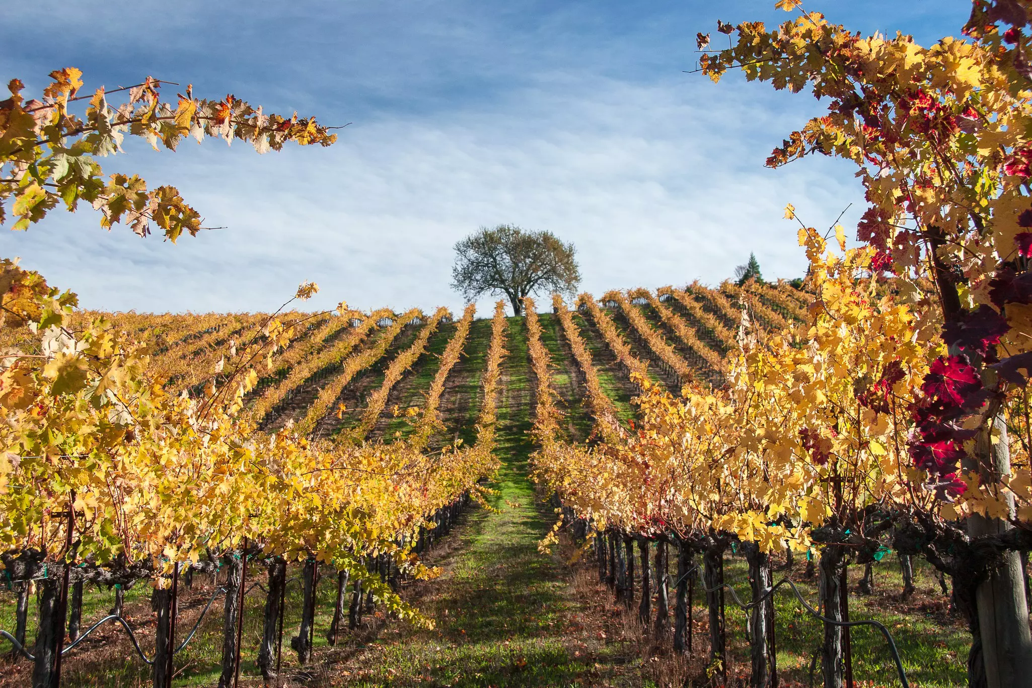 Vineyards of Alexander Valley in Sonoma County
