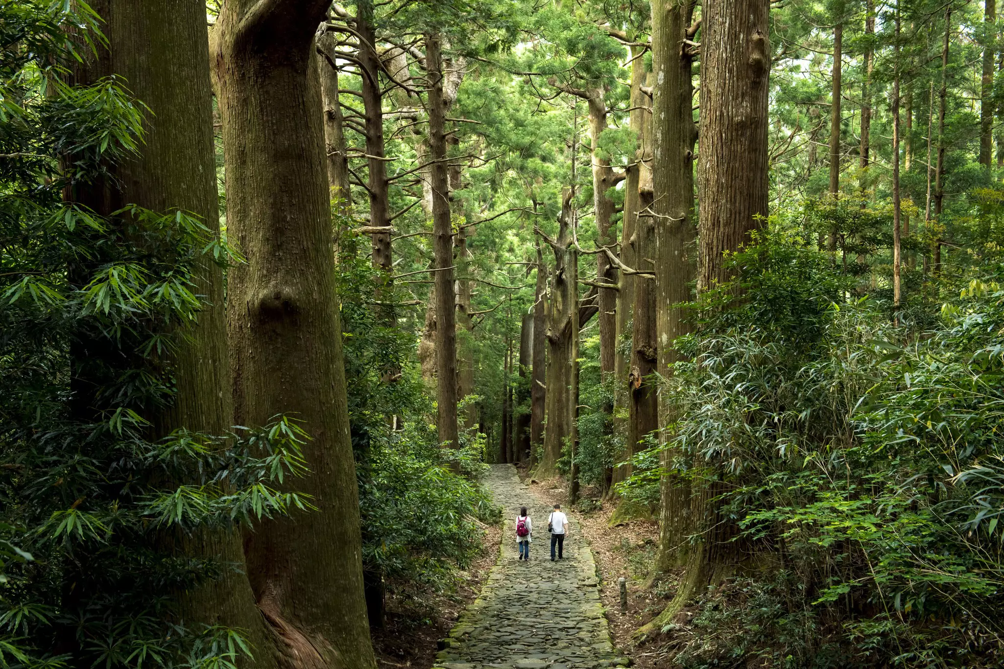 Kumano Kodō, Japan. Basico/Shutterstock