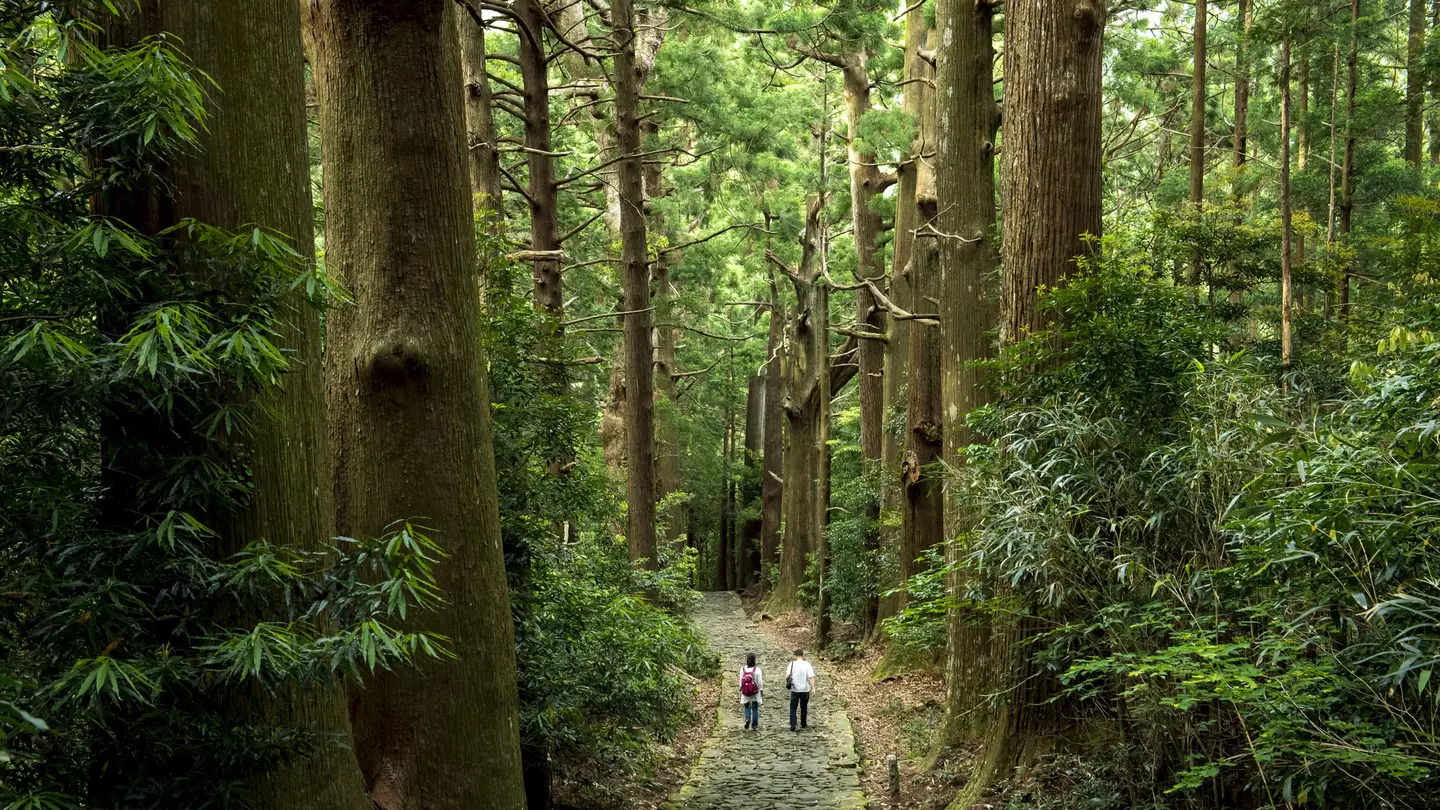 Two people follow a stone path through a vast forest of tall trees