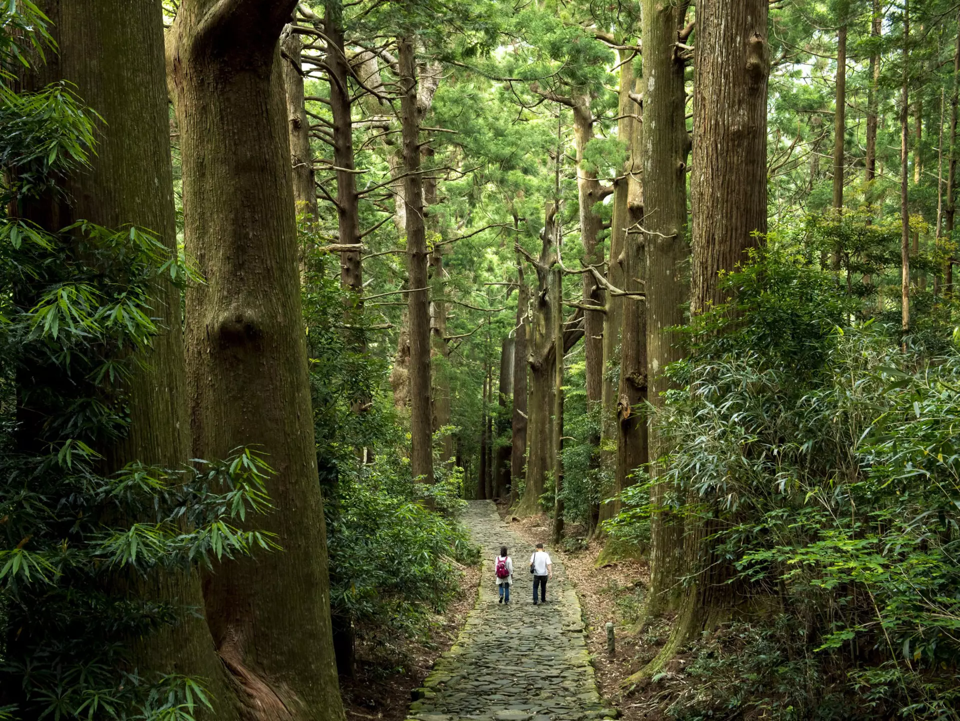 Two people follow a stone path through a vast forest of tall trees