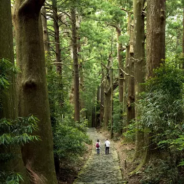 Two people follow a stone path through a vast forest of tall trees