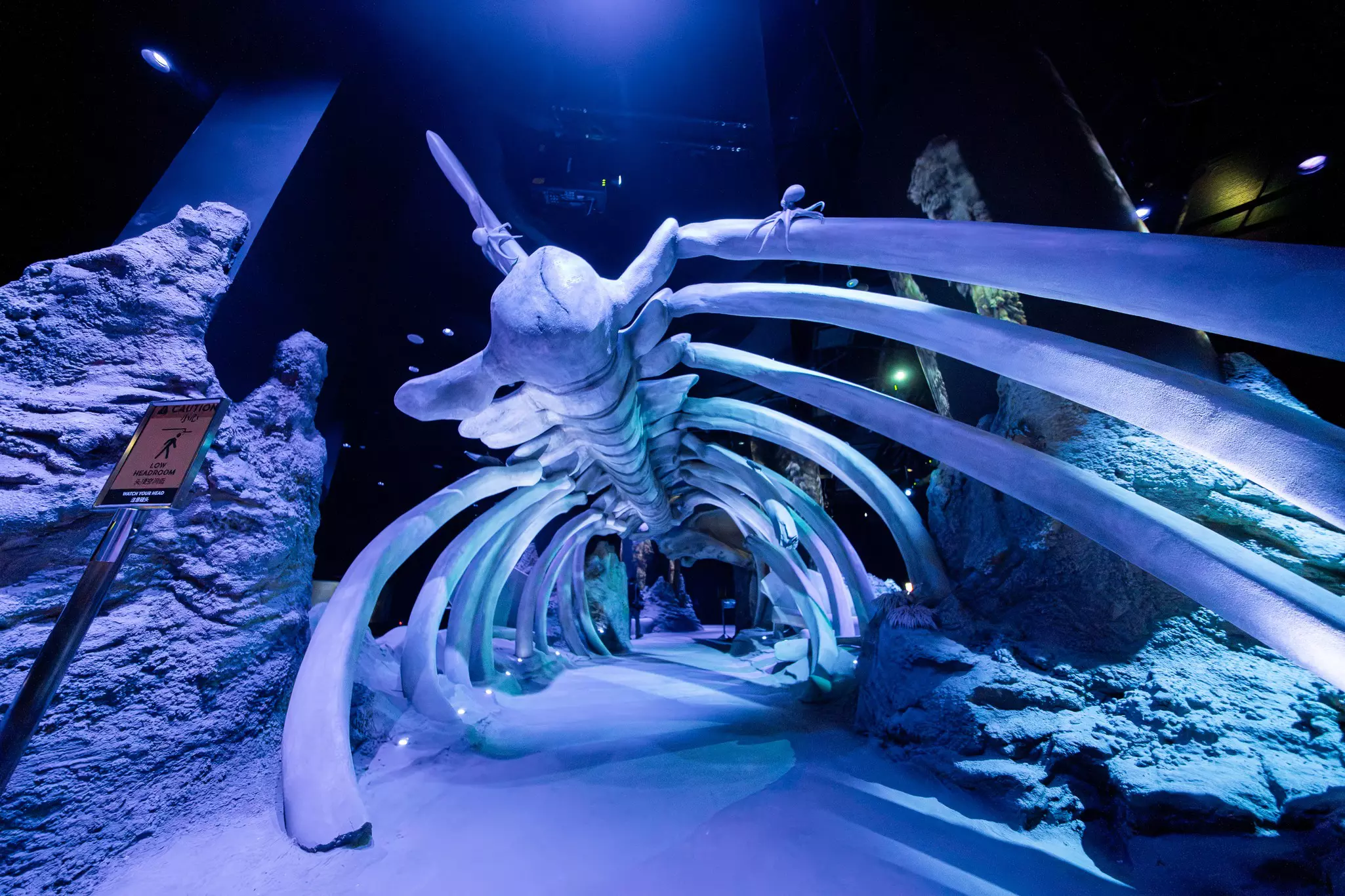 Whale Fall. Courtesy Singapore Oceanarium