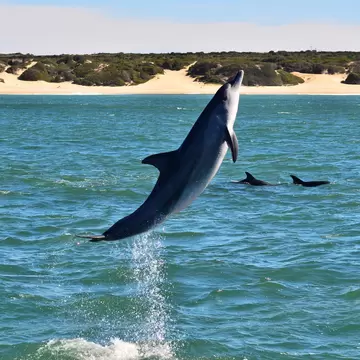 A dolphin leaps vertically out of blue-green sea while two others surface nearby, with sand dunes and scrub along the shore.