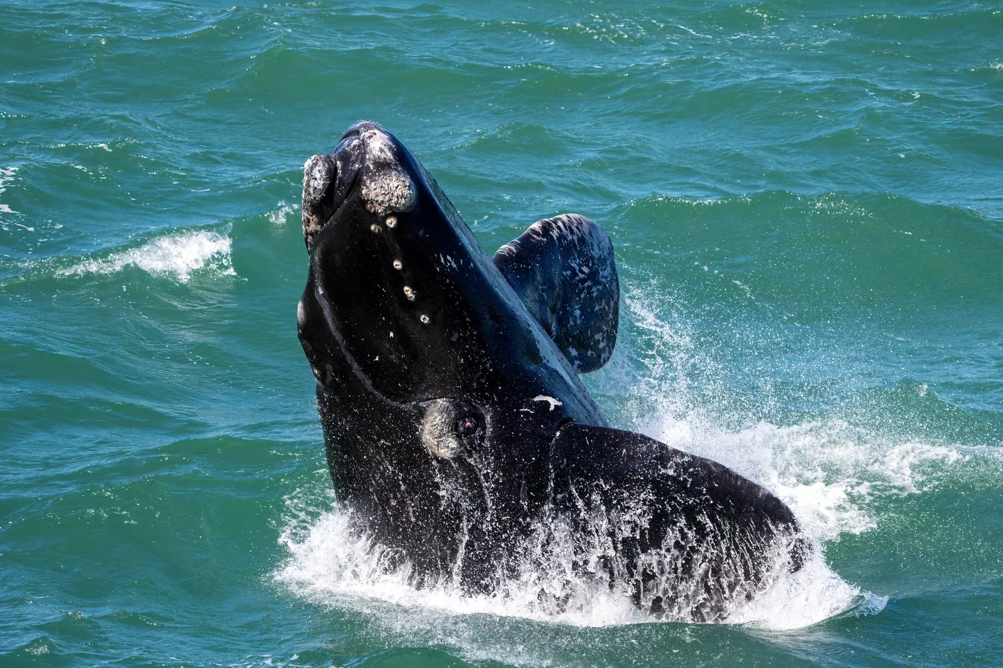 Southern right whale coming partly out of the water near Hermanus