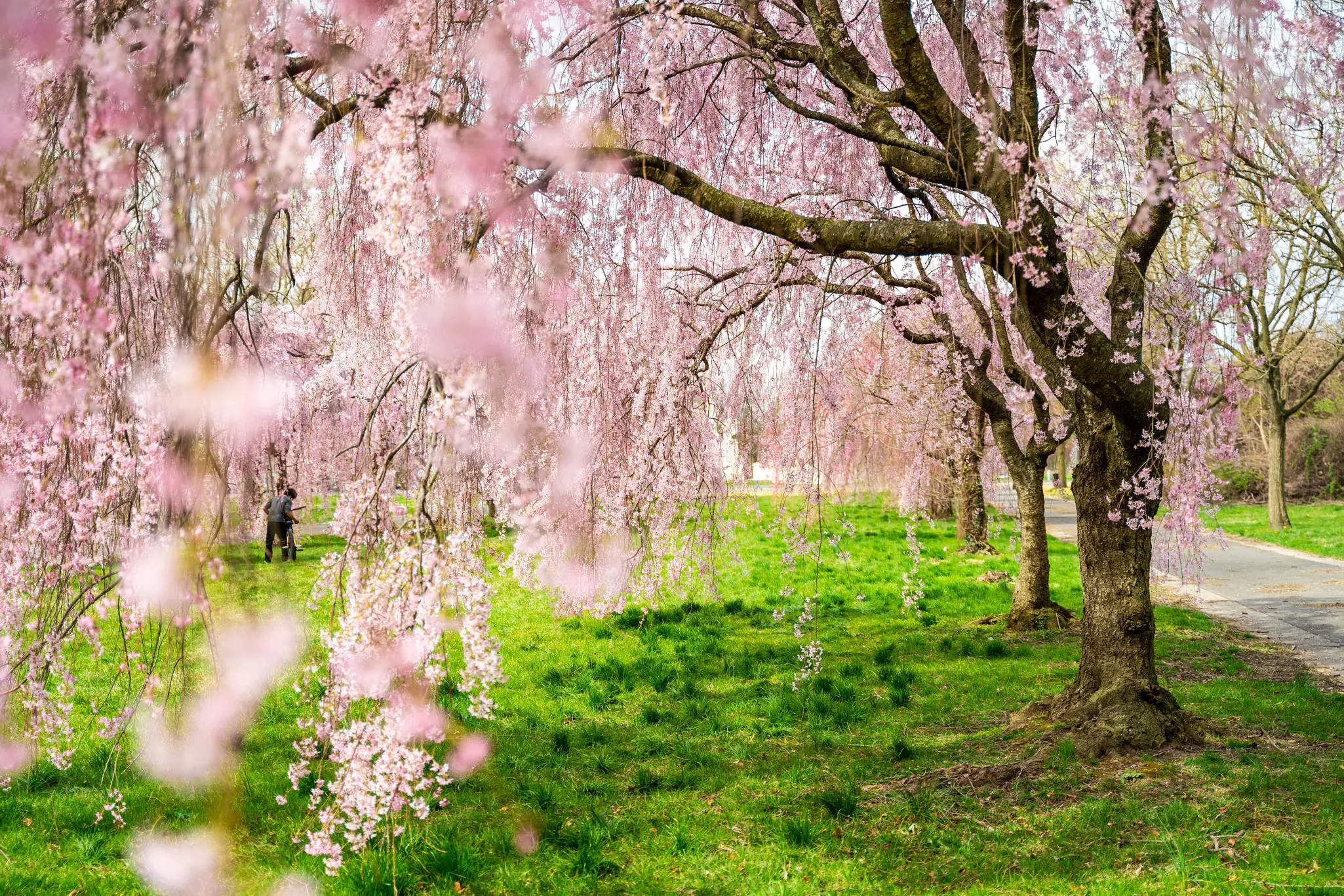 Pink cherry blossoms at Fairmount Park in Philadelphia © Chad Michael Butler / Shutterstock 