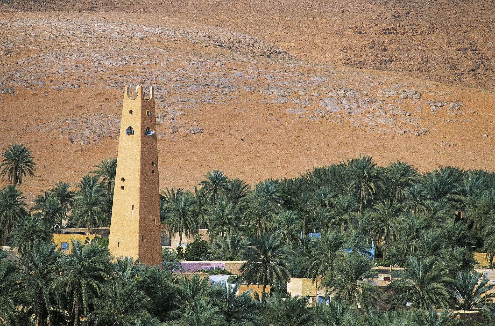A palm grove with a tall golden tower in the center in Algeria.