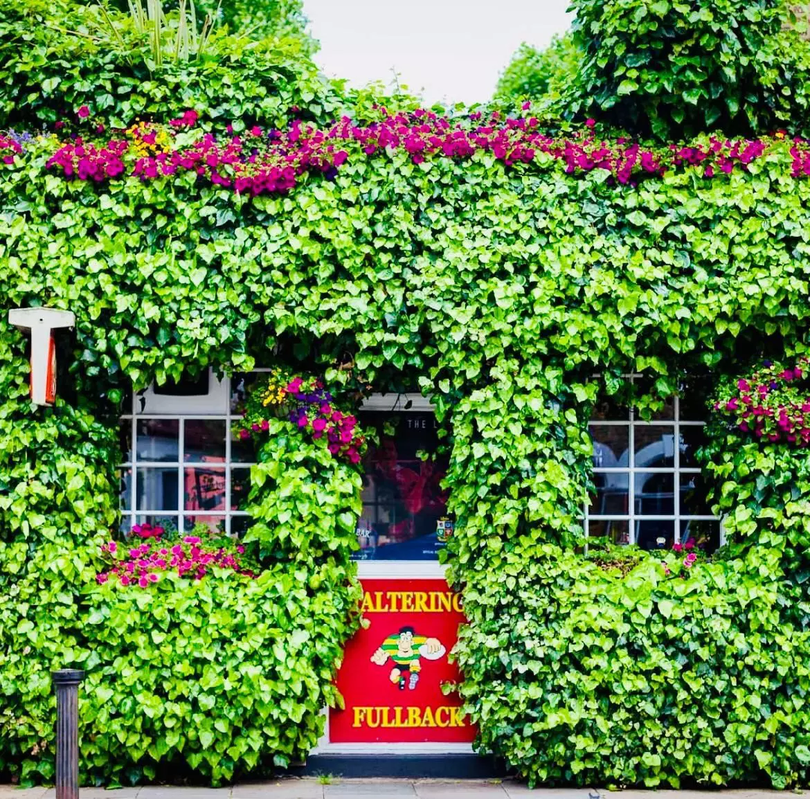 A pub's exterior covered in ivy that glows green in the sunshine.