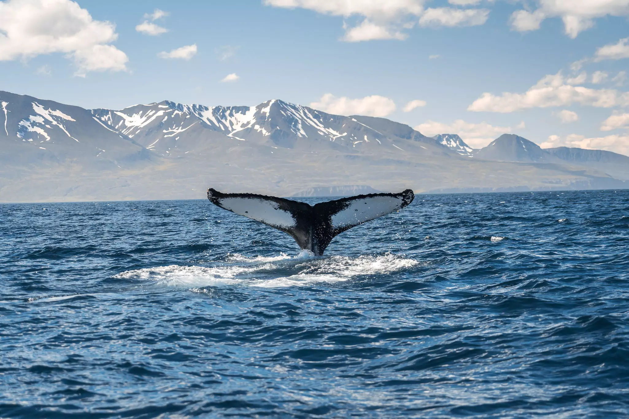 A whale's tail fin emerges from the ocean near a rocky island