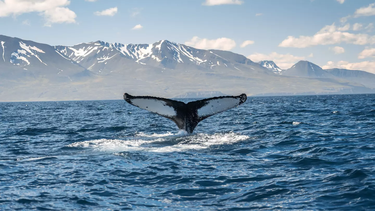 A whale's tail fin emerges from the ocean near a rocky island