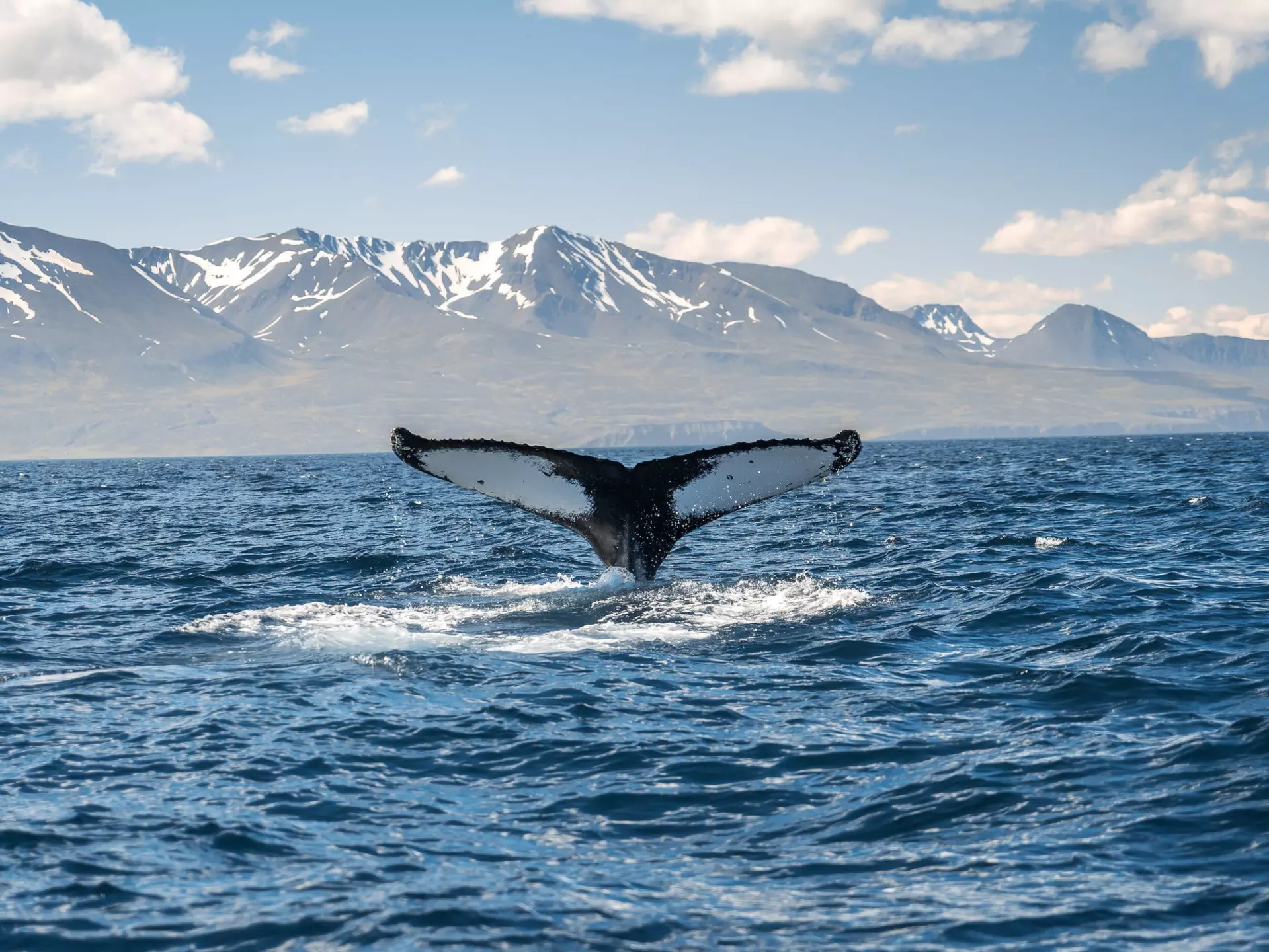 A whale's tail fin emerges from the ocean near a rocky island