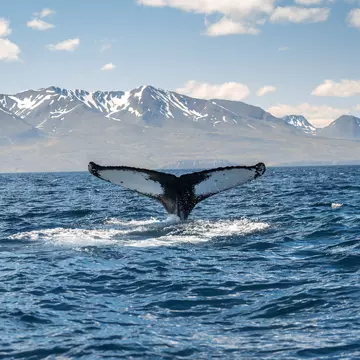 A whale's tail fin emerges from the ocean near a rocky island