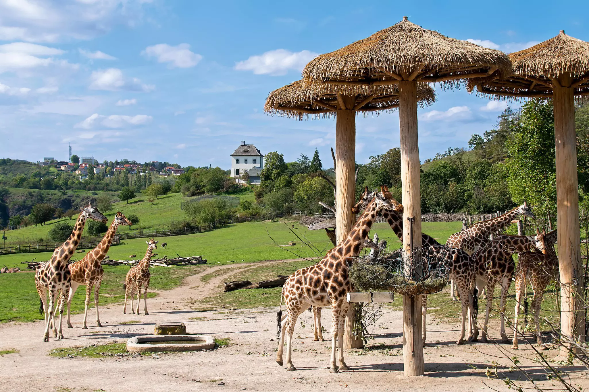 Herd of giraffes in the Prague Zoo.