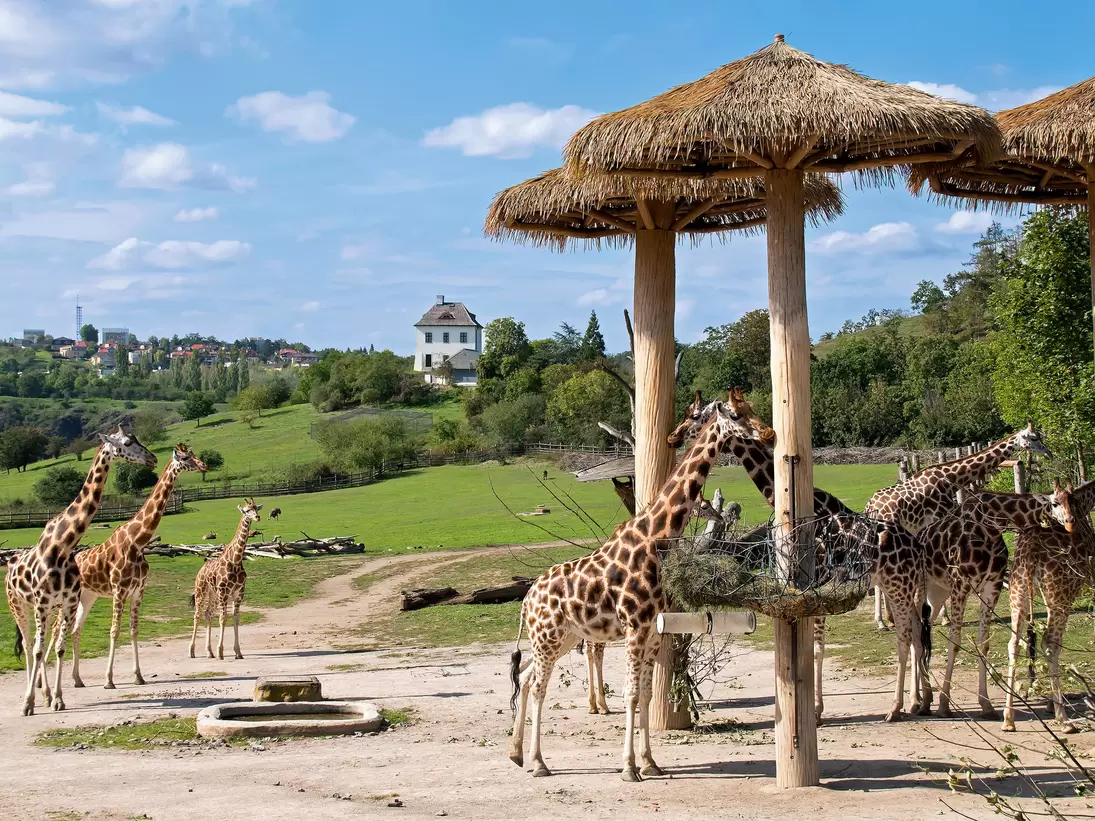 Herd of giraffes in the Prague Zoo.