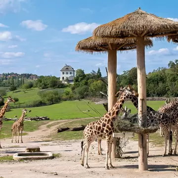 Herd of giraffes in the Prague Zoo.