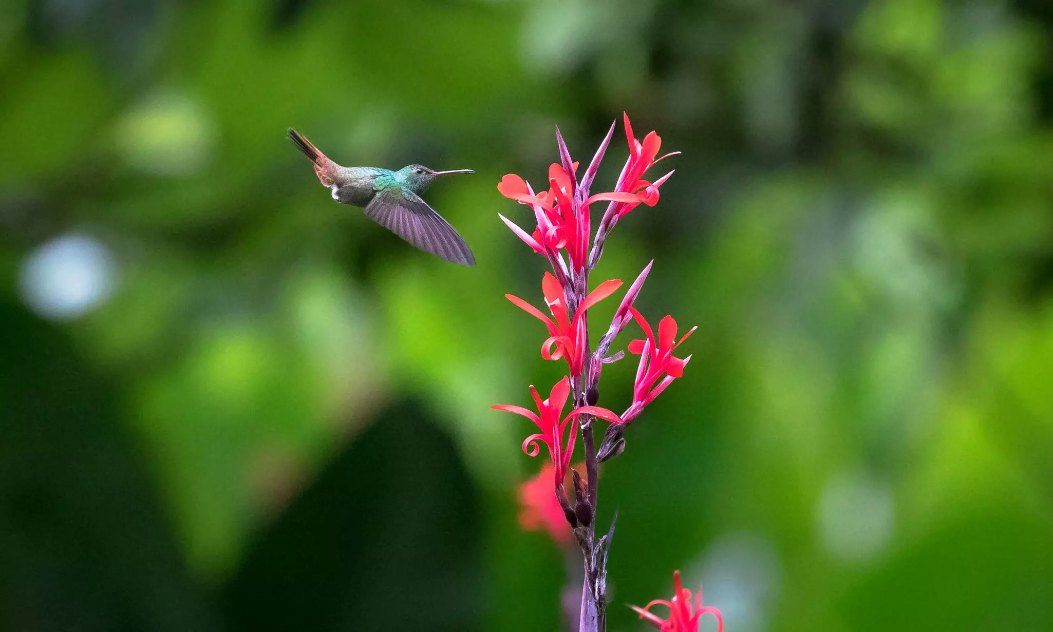 A small bird with a long beak approaches a pink flower.