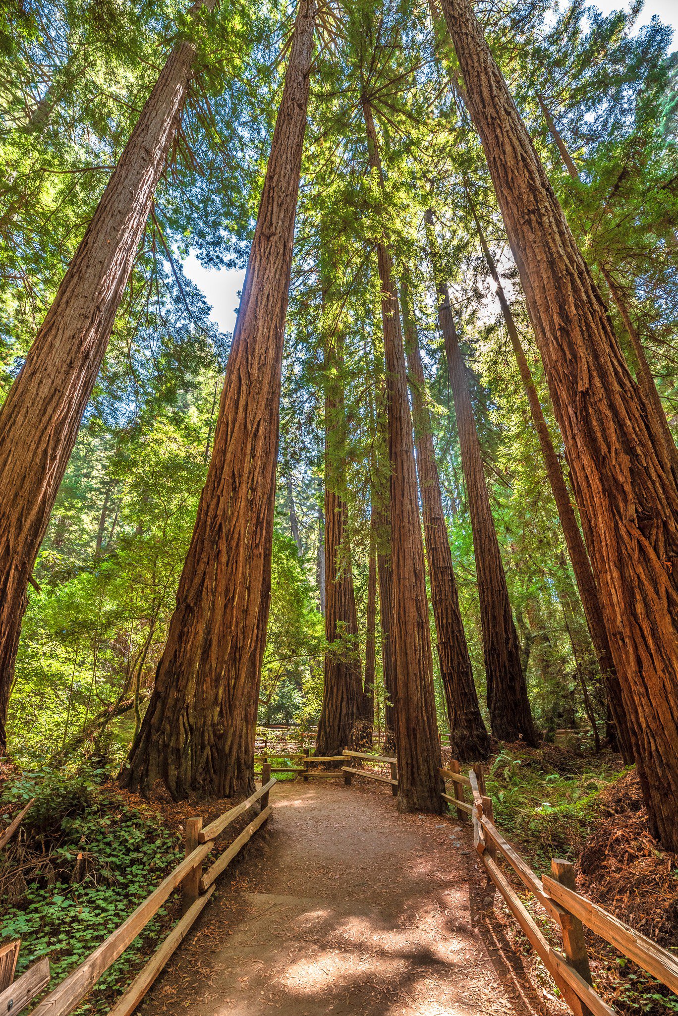 A hiking path leads through a redwood forest in the Muir Woods, California.