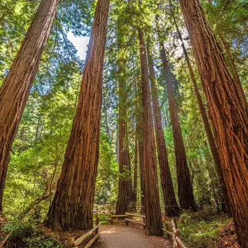 A hiking path leads through a redwood forest in the Muir Woods, California.