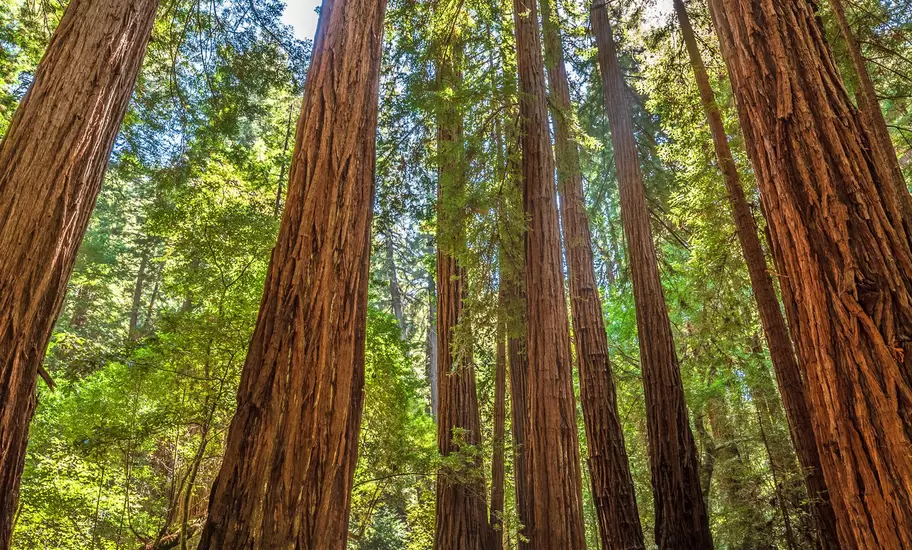 A hiking path leads through a redwood forest in the Muir Woods, California.