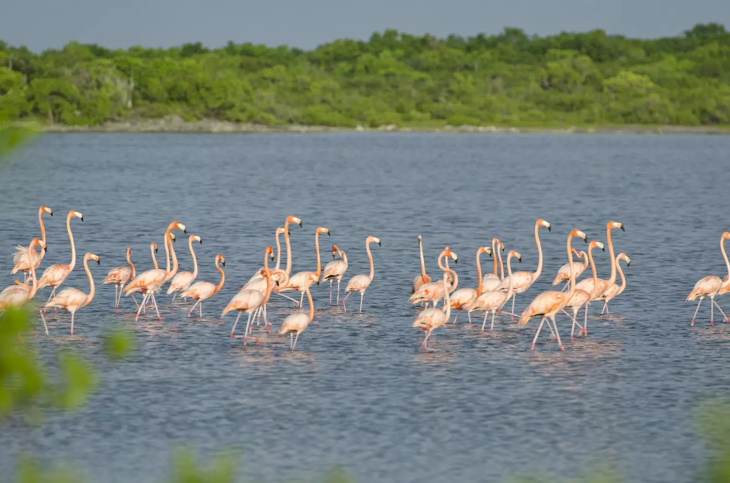 Flamingos wade through shallow water in BVI