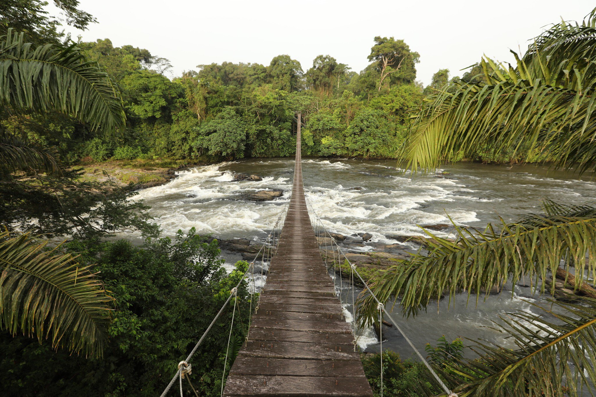 1128792339
africa, landscape - scenery, tranquil scene, flowing water, rainforest, lush foliage, footbridge, rock - object, national park, cameroon, no people, tree, water, travel, nature, forest, river, scenics - nature, stream - flowing water, environment, flowing, leaf, beauty, idyllic, backgrounds, woodland, national landmark, plant, natural parkland, travel destinations, public park, stone - object, rapids - river, No People
Mana River Foot Bridge, entrance to the Korup National Park. One of Africa's oldest and richest rainforests in terms of floral and faunal diversity, Korup National Park is 1,260 km2 of mostly undisturbed primary forest