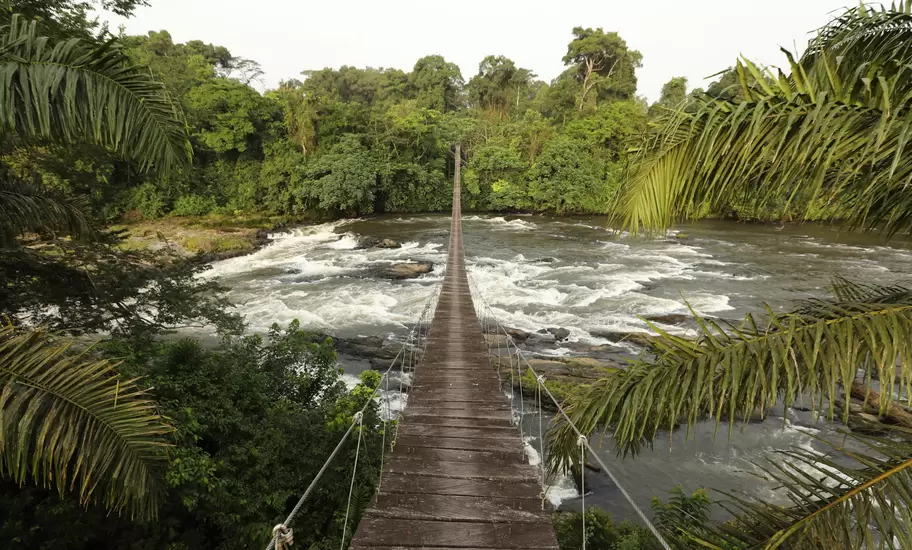 Wooden suspension footbridge stretching over white-water rapids into dense rainforest, framed by palm fronds