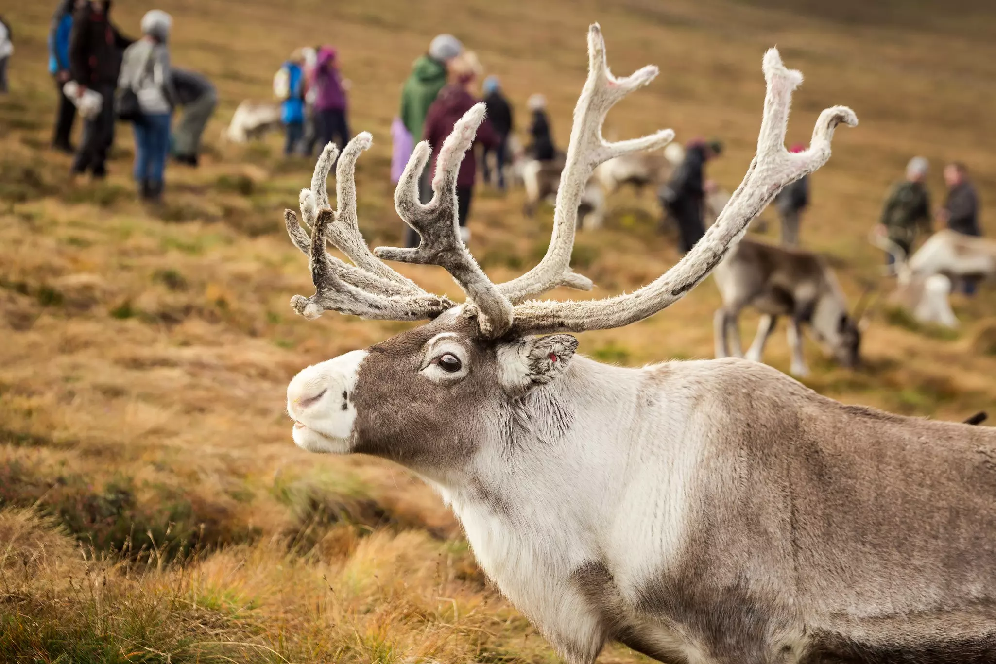 People watching the reindeer herd in the Cairngorms, Scotland.