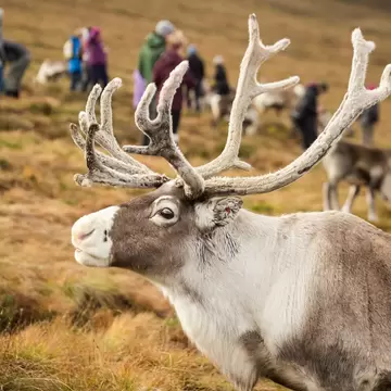 People watching the reindeer herd in the Cairngorms, Scotland.