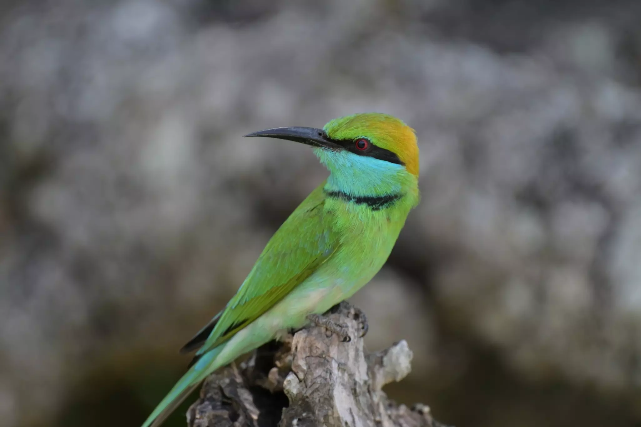 A close-up shot of a bright green bird with black and blue markings.