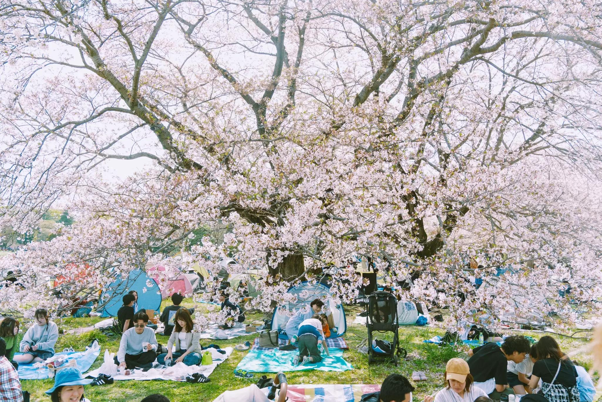 People sitting on blankets underneath a huge cherry blossom tree on a sunny day