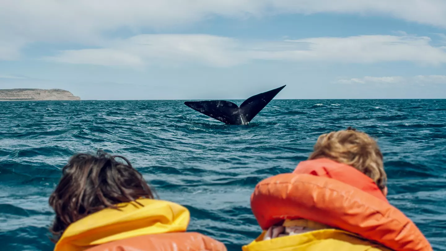 Whale-watching tours are among the many highlights of a family trip to Alaska © Blue Collectors / Stocksy United