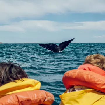 Whale-watching tours are among the many highlights of a family trip to Alaska © Blue Collectors / Stocksy United