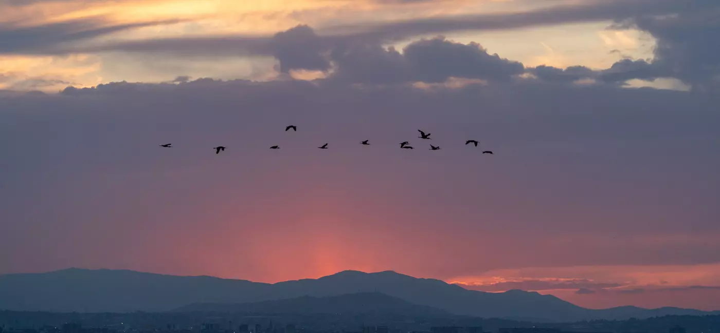The park is a vital habitat for waterfowl and migratory birds.